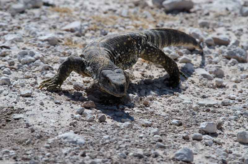 Lagarto Varano - parque nacional de Etosha - Namibia 1.jpg